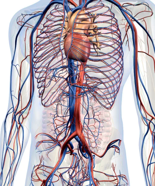 ¿Qué médico trata pericarditis?